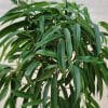 00005003d ficus alii buisson 01.jpg