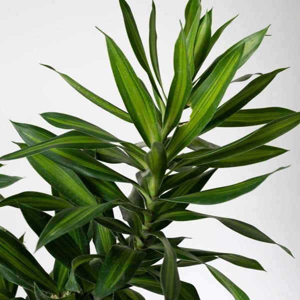 00005420d dracaena song of jamaica 01.jpg