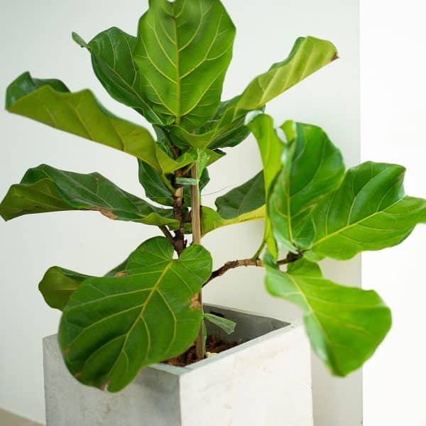 00005485d ficus lyrata 01.jpg