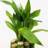 00005544d lucky bamboo 01.jpg