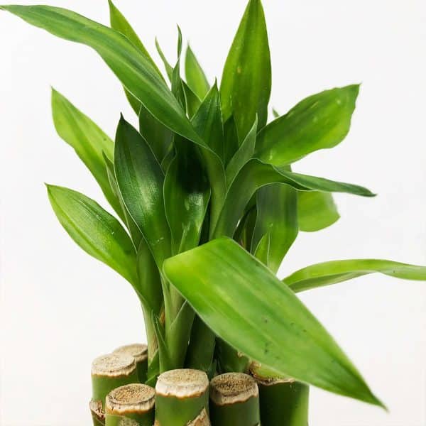 00005544d lucky bamboo 01.jpg