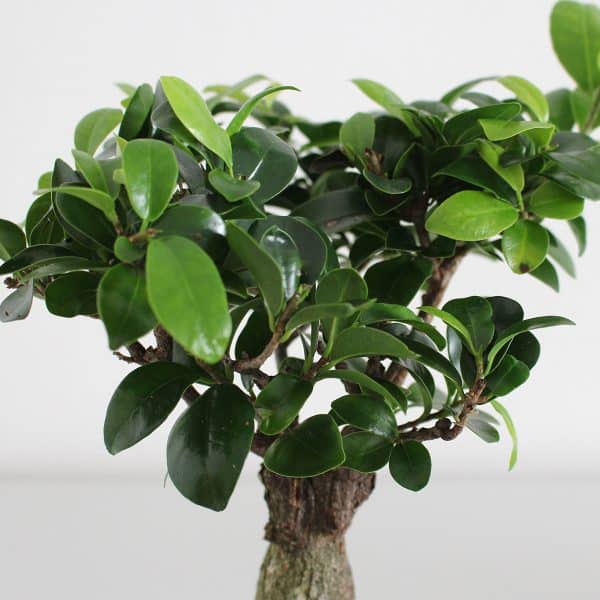 00005723 ficus ginseng 01.jpg