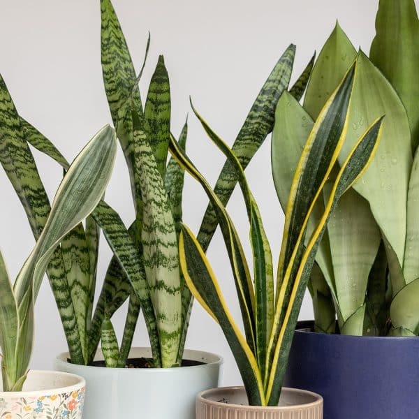 00005724 sansevieria collection 01.jpg