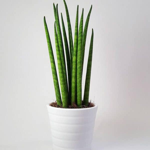 00005745 sansevieria cylindrica 01.jpg