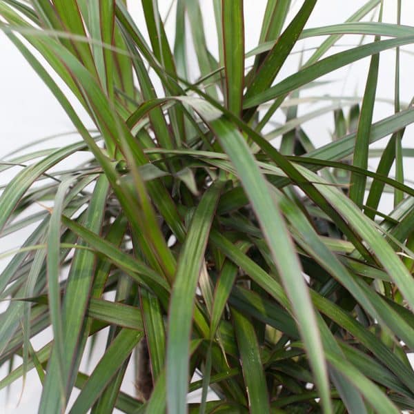 00005867 dracaena marginata tisse 01.jpg