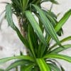 00005950 dracaena rikki 01.jpg