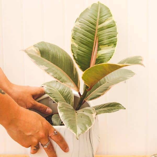 00006008 ficus elastica 01.jpg