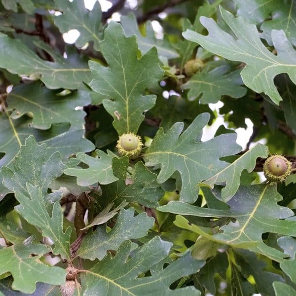 00006555d quercus macrocarpa 01.jpg