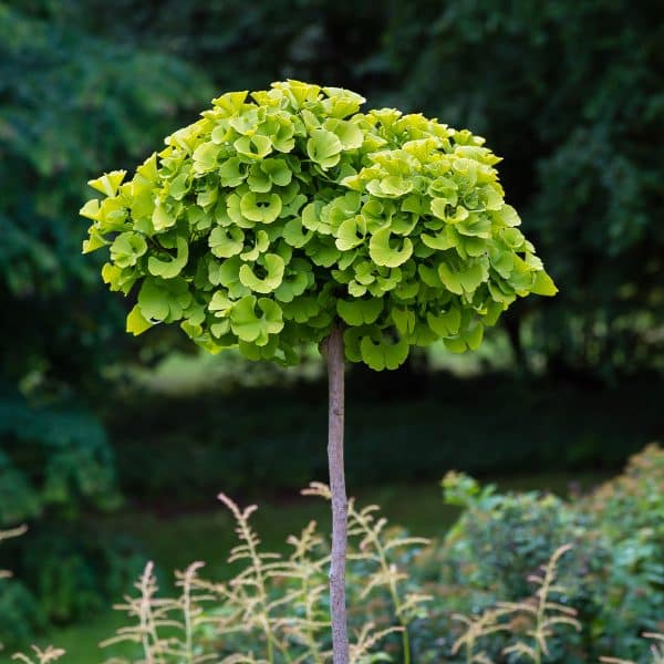 00006899d ginkgo biloba 01.jpg