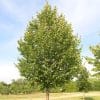 00006956d tilia cordata glenleven 01.jpg