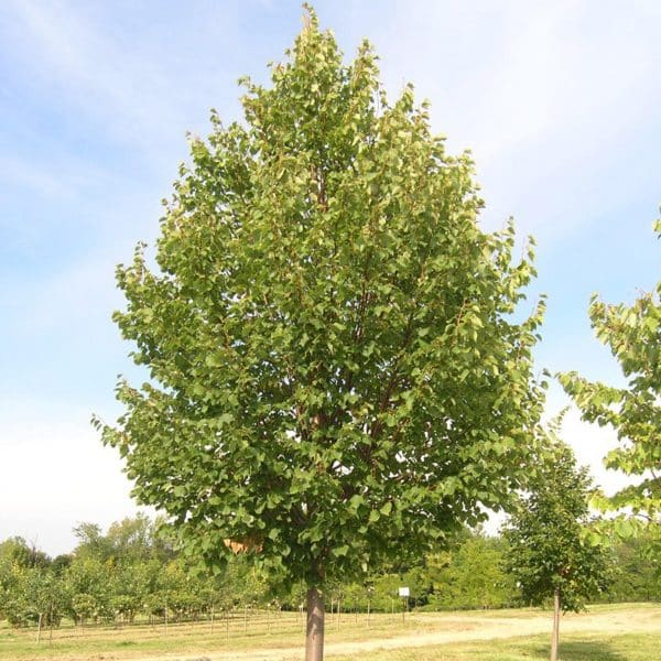 00006956d tilia cordata glenleven 01.jpg