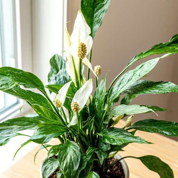 00007503 spathiphyllum domino 01.jpg