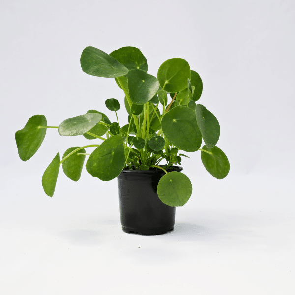 00007504 pilea peperomioides 2.5po 01 .png
