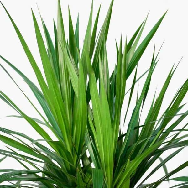 00007511 dracaena tarzan buisson 01.jpg