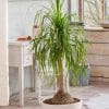 00007516 beaucarnea souche 01.jpg