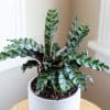 00007658 calathea lancifolia 01.jpg
