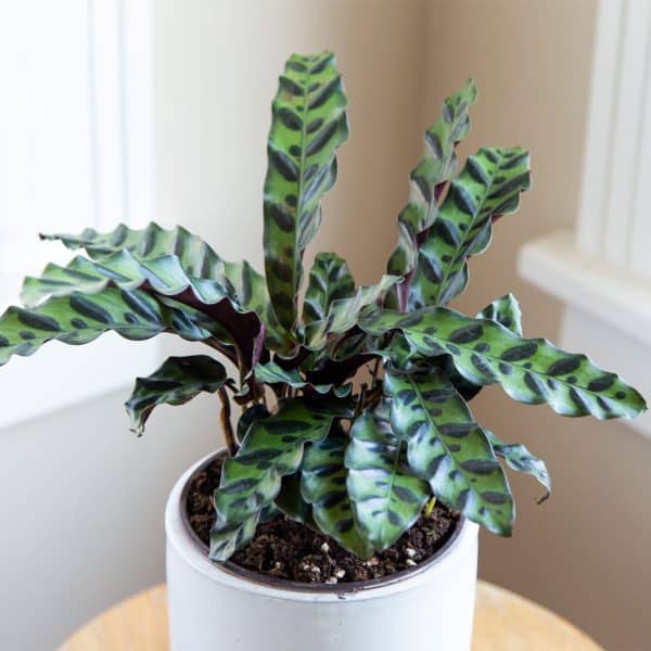 00007658 calathea lancifolia 01.jpg