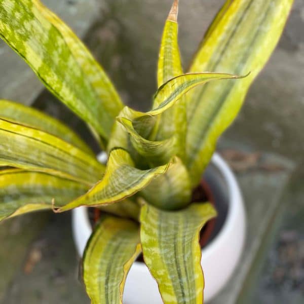 00007747 sansevieria lauren 01.jpg