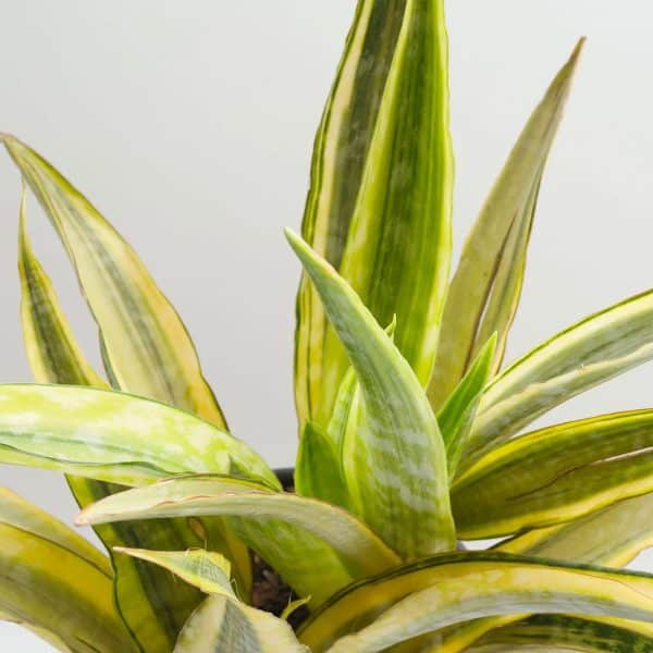 00007748 sansevieria yellow stone 01.jpg