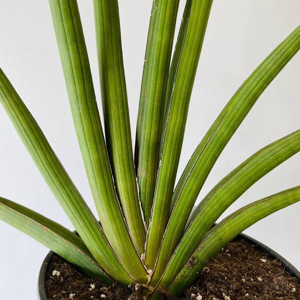 00007770 sansevieria rhea 01.jpg