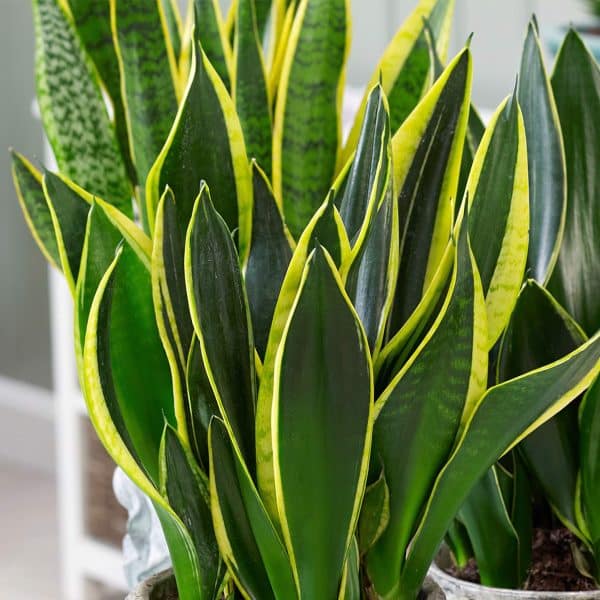 00007875 sansevieria gold flame 01.jpg