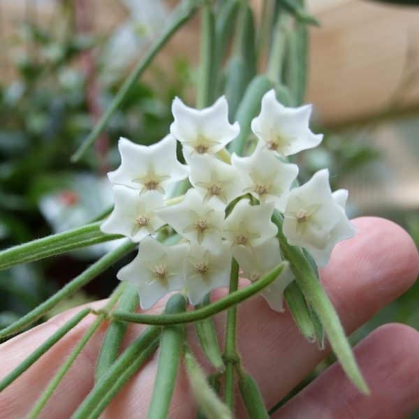 00007921 hoya linearis 01.jpg