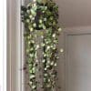 00007924 peperomia ruby cascade 01.jpg