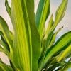 00007945 dracaena giganta 01.jpg