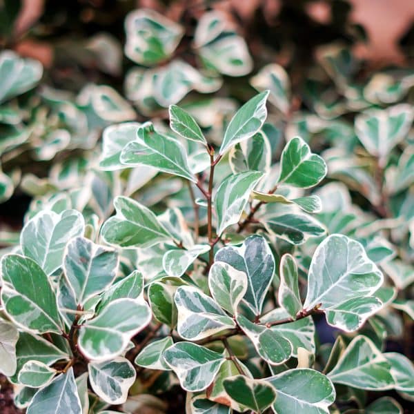 00007951 ficus triangularis 01.jpg