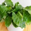 00007973 calathea network 01.jpg