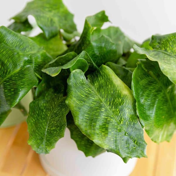00007973 calathea network 01.jpg