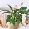 00008523d spathiphyllum 01.jpg