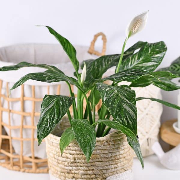 00008523d spathiphyllum 01.jpg