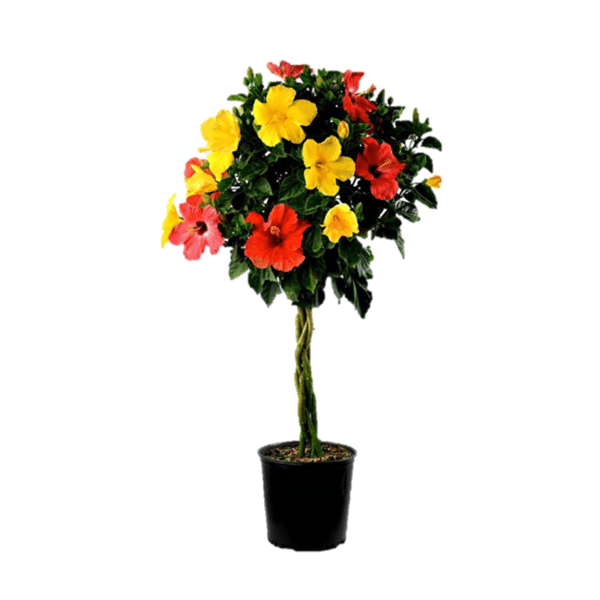 00008674d hibiscus tricolor tresse 10po 01.png