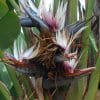 00008679d strelitzia nicolai 01.jpg
