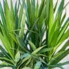 00009014d dracaena arborea tarzan 01.jpg