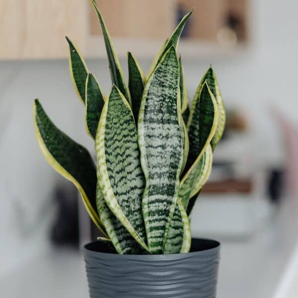 00009033d sansevieria laurentii 01.jpg