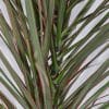 00009050d dracaena marginata buisson 01.jpg