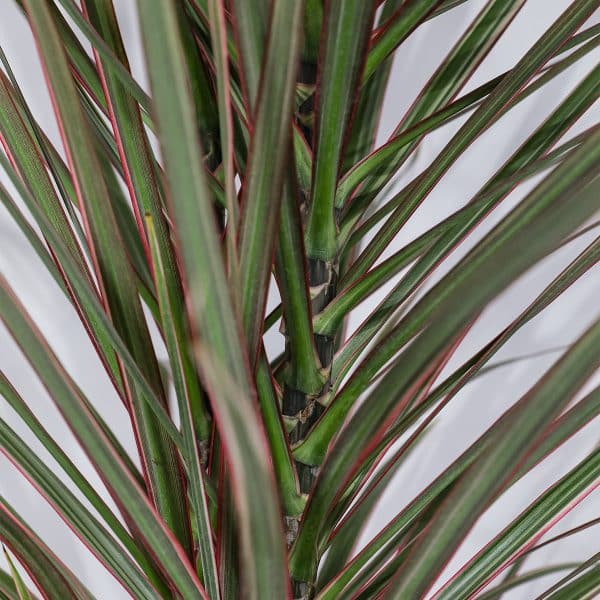 00009050d dracaena marginata buisson 01.jpg