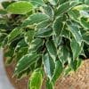00009100d ficus benjamina 01.jpg