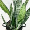 00009212d sansevieria zeylanica 01.jpg