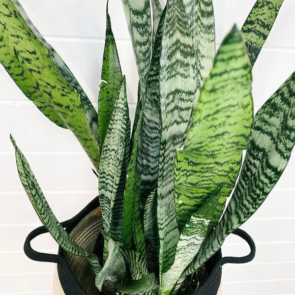 00009212d sansevieria zeylanica 01.jpg