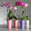 00009563d mini phalaenopsis pot deco 3po 01.png