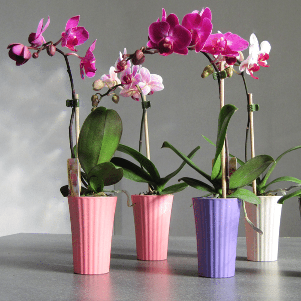 00009563d mini phalaenopsis pot deco 3po 01.png