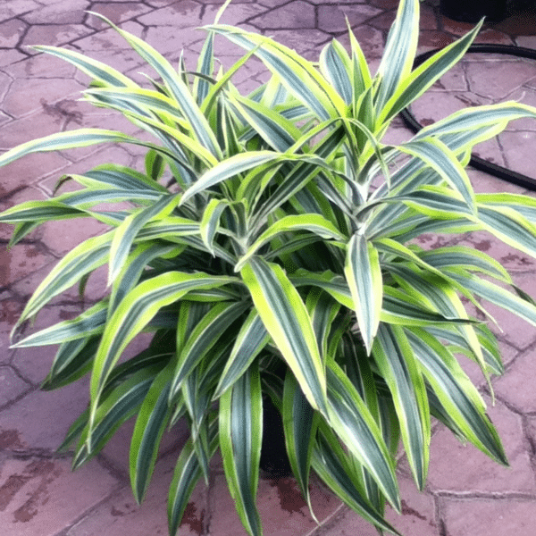 00009576d dracaena goldstar 10po 01.png