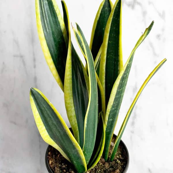 00009598d sansevieria black gold 01.jpg