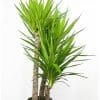 00009680d yucca cane 3 2 1 01.jpg
