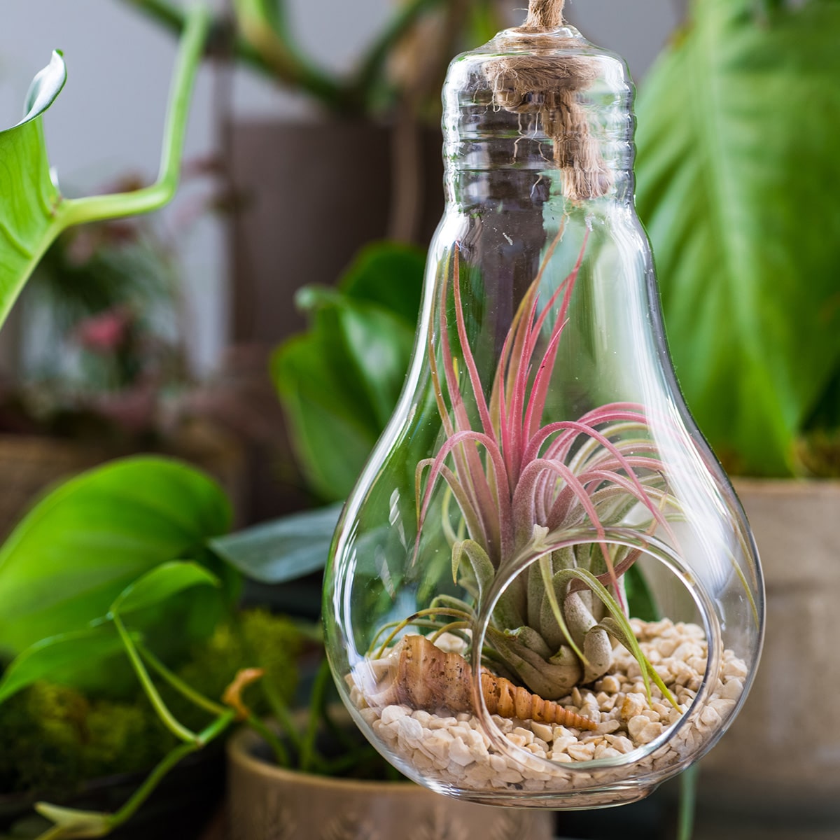 https://www.jardindion.com/wp-content/uploads/2023/12/00009681-tillandsia_01.jpg