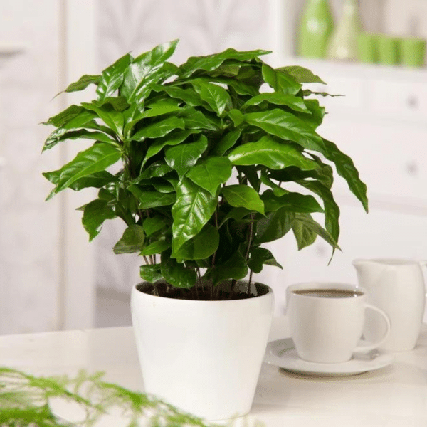 00009932d coffea arabica cafeier 4po 01.png