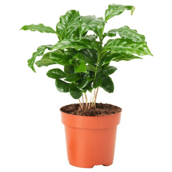 00009932d coffea arabica cafeier 4po 02.png